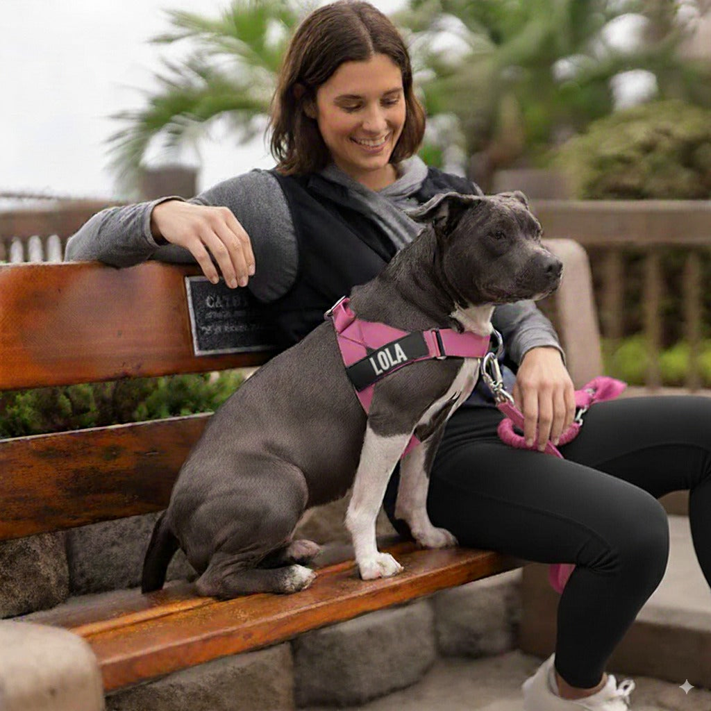 Lola. Dog Harness
