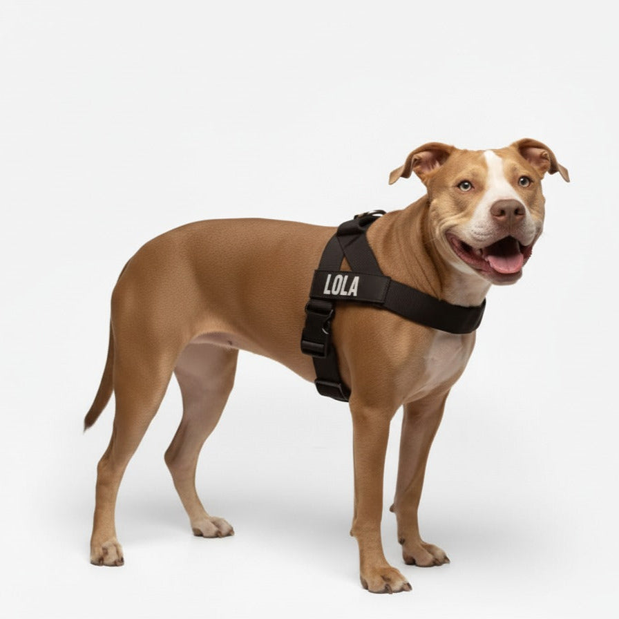 Lola. Dog Harness