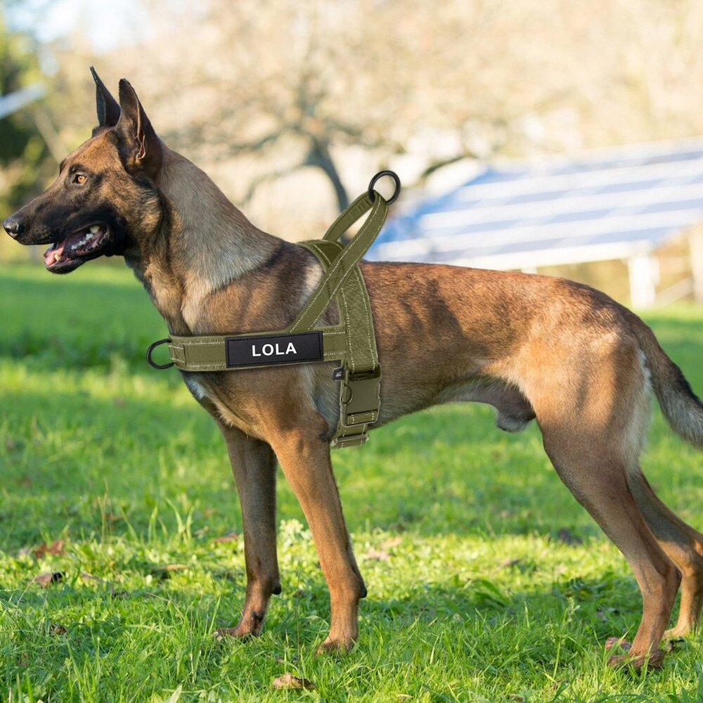 Lola. Dog Harness